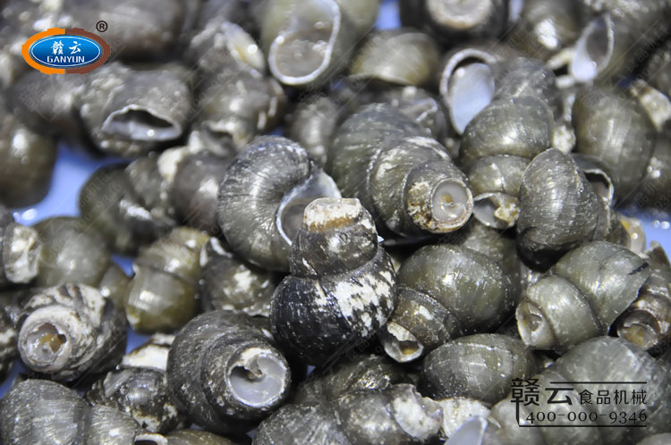 剪好的田螺特寫圖