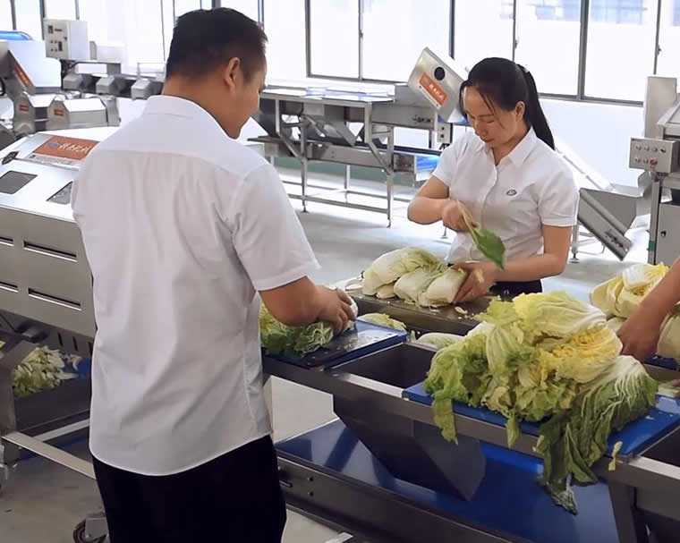 預制菜清洗線人工分揀 預制菜清洗線人工分揀