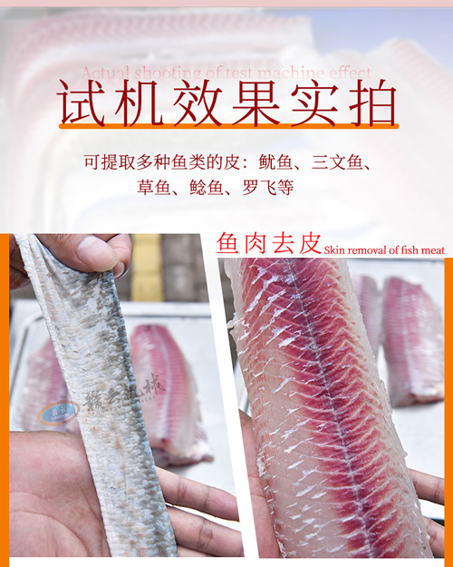 去魚皮機分離魚皮實拍效果圖 去魚皮機分離魚皮實拍效果圖